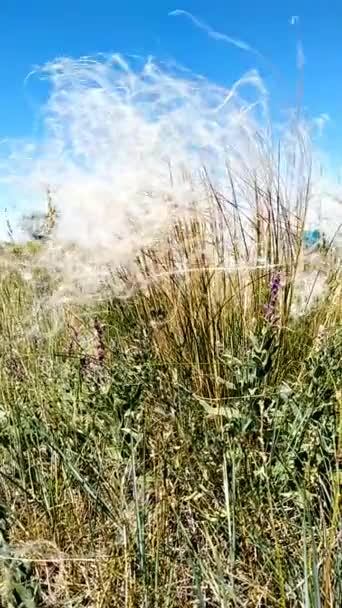 Viento Sacude Hierba Plumas Estepa — Vídeo de stock