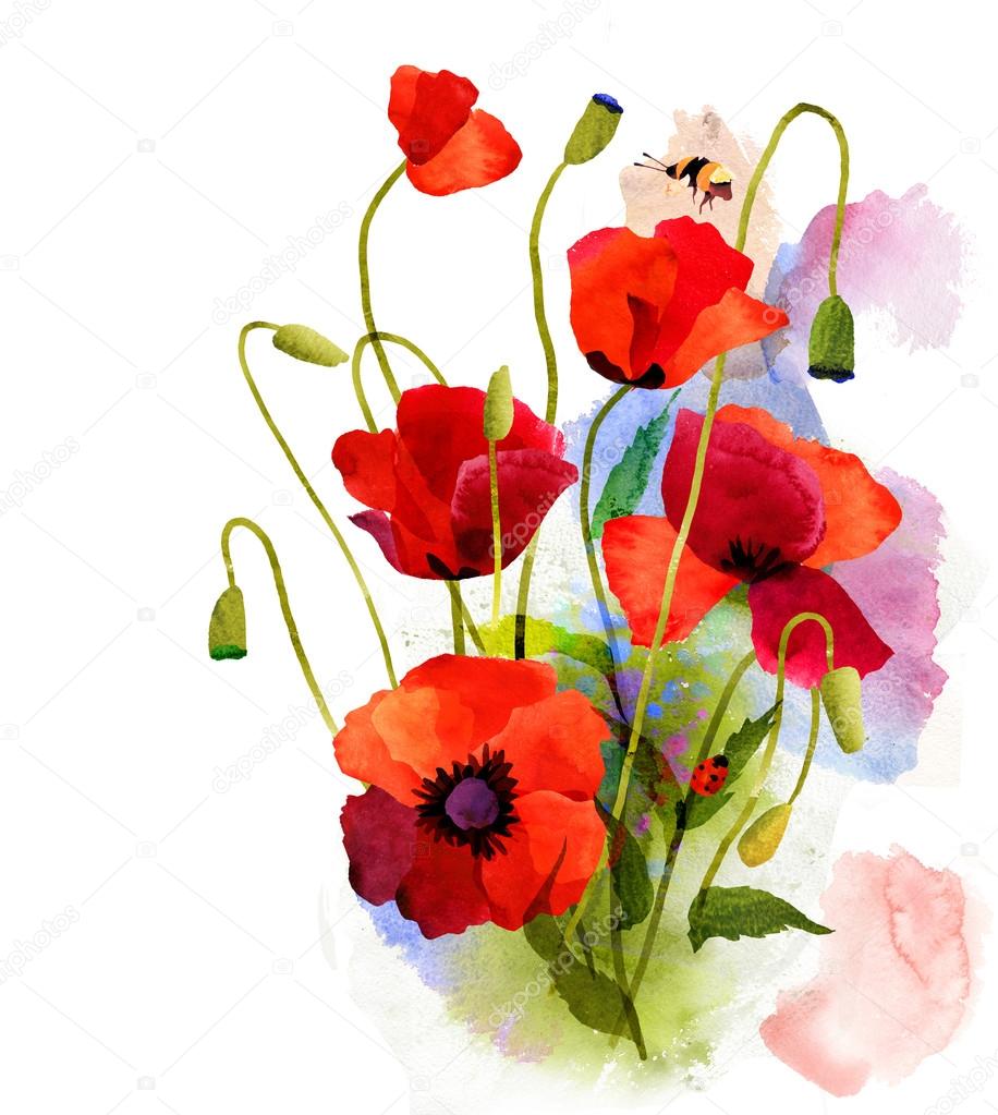 Fiori variopinti del papavero con coccinella e ape illustrazione dell acquerello — Foto di Guzanna