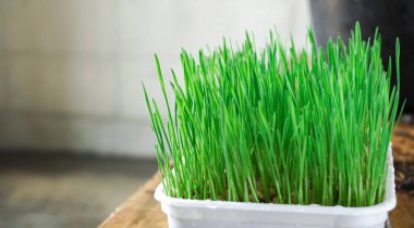 Buğday, ya da buğday çimi sıcak rengi, evcil hayvanlar için, çömleklere yerleştirilmiş, beyaz plastik, su damlacıkları ile birlikte, ahşap bir masaya yerleştirilmiş. Boş alanla, kenar açıyla, doğal ışıkla..