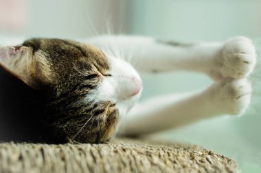 Kedi, Tayland cinsi, karton bir kutunun üzerinde uyuyan, pençelerini keskinleştiren, mutlu bir duruş içinde, ve aynanın yanında, yansıtan.