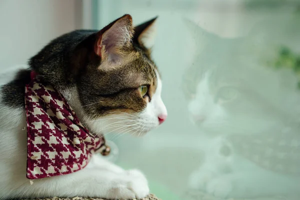 Gatto Razza Tailandese Dormire Una Scatola Cartone Affilare Gli Artigli — Foto Stock