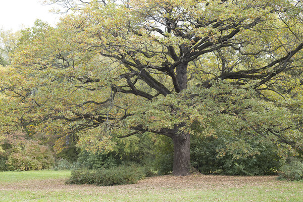 The great oak