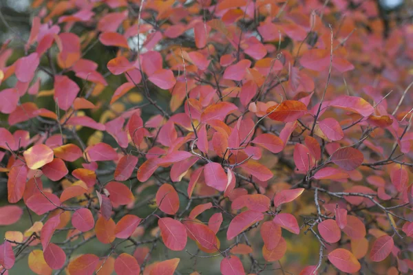 秋天的色彩 — 图库照片