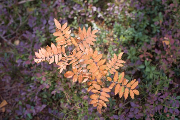 Blåbär blad — Stockfoto