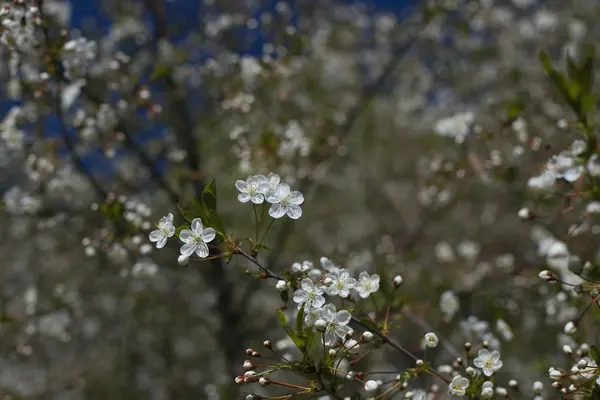 桜 — ストック写真