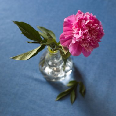 Bir vazoda kesme peonies