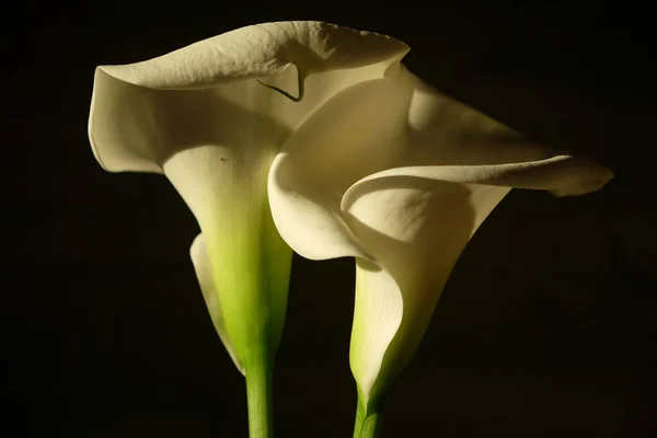 Tek Beyaz Zambak Koyu Arkaplana Karşı Zantedeschia Aethiopica Nil Zambağı — Stok fotoğraf