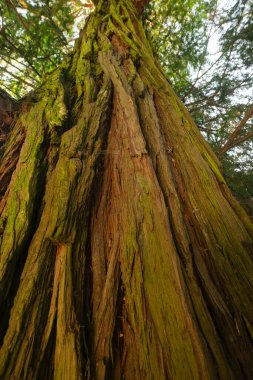 Yeşil yosun ve desenli ağaç kabuğuyla tütsü ağacının gövdesine bakıyorum.