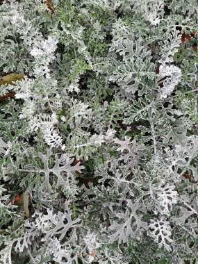 Bahçenin zeminini kaplayan düşük süslemeli çalıların yakın plan çekimleri. Arkaplan dokusu.