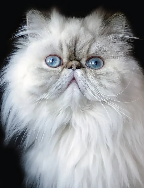 Porträt Einer Jungen Hauskatze Mit Schönen Blauen Augen Und Weißer — Stockfoto