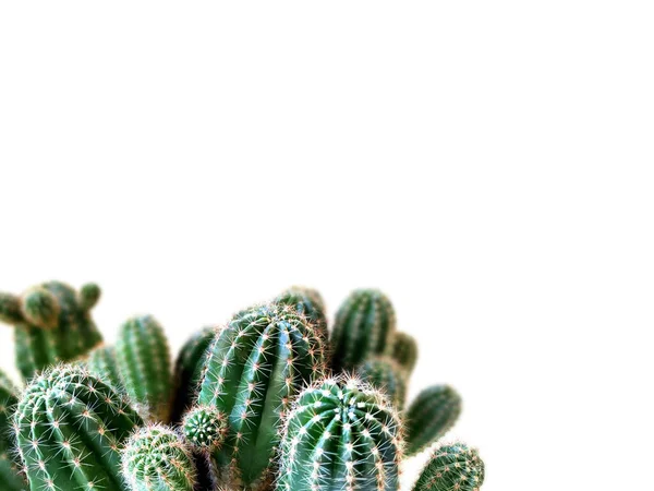 Close Cacti Home Setting Isolated White Background Free Space Text — Stock Photo, Image