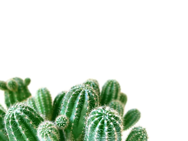 Primo Piano Cactus Ambiente Domestico Isolato Sfondo Bianco Con Spazio — Foto Stock