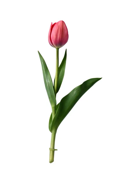 Krásný Tulipán Světle Růžové Barvy Šťavnatém Stonku Zelenými Listy Květ — Stock fotografie
