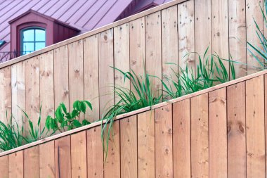Dekoratif taze, yeşil çimenler bir bahçe ahşap kutusunda yetişir. Bir kamusal alan tasarımı elemanı. Peyzaj tasarımı. Güneşli sıcak yaz günü.
