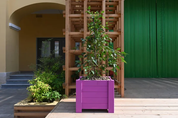 Grama Fresca Decorativa Verde Cresce Uma Caixa Madeira Jardim Elemento — Fotografia de Stock