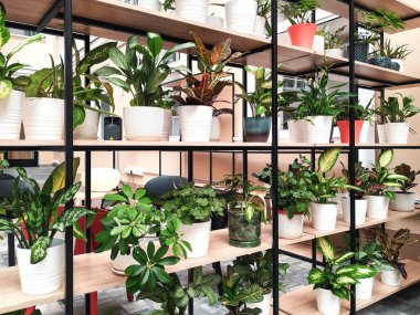 Saksıdaki ev çiçeklerinin farklı çeşitleri bir çiçekçinin raflarında satılıktır. Doğa yakın planda bize yakın. Sevdiklerimiz ve sevdiklerimiz için çiçekler.. 