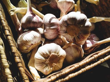 Organik sarımsak. Yeni hasattan taze sarımsak başları koyu bir arka planda sepetin içinde yatıyor. Sonbahar sarımsak hasadı. Sağlıklı yemek pişirmek için baharat konsepti. Sağlıklı yemek.. 