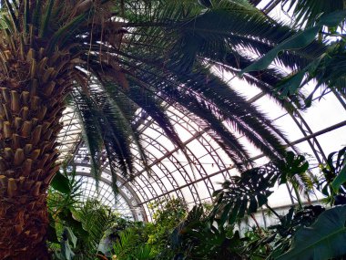 Botanik bahçesinde bir palmiye ağacı. Yüksek tropik bir ağaçtan yeşil palmiye dalları - serada palmiye ağaçları. 