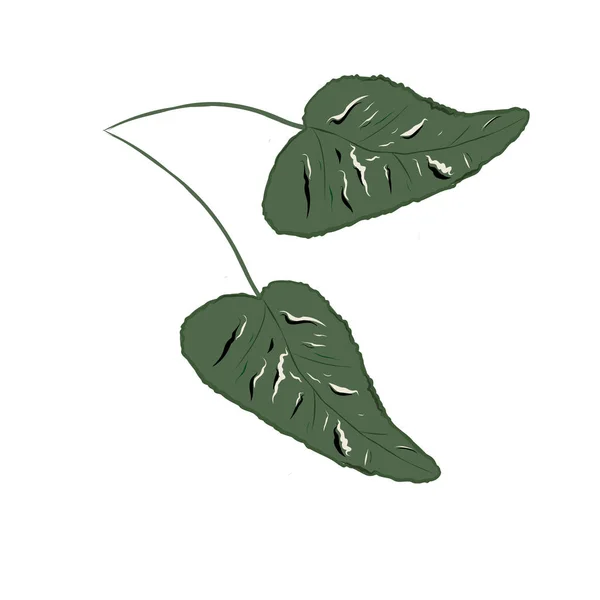 Vector Paar Groene Bladeren — Stockvector