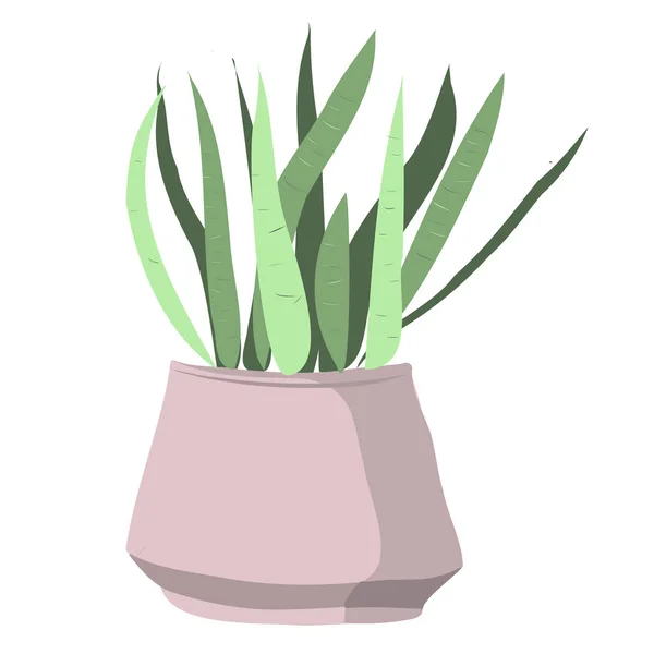 Aloe Vera Pink Pot — Stock Vector