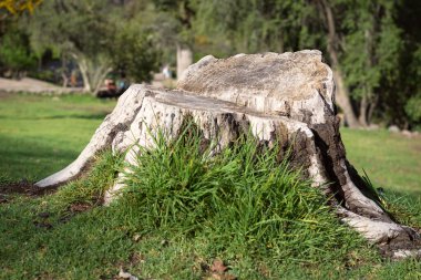 Parkta bir ağacın gövdesi devrilmiş, sığ bir şekilde fotoğraflanmış.