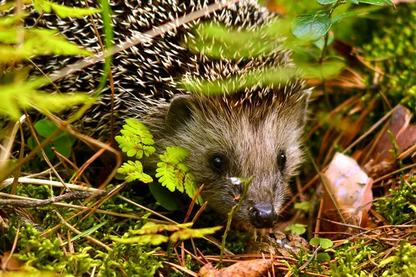 Pequeno Ouriço Lat Erinaceus Europaeus Olha Para Fora Baixo Grama — Fotografia de Stock