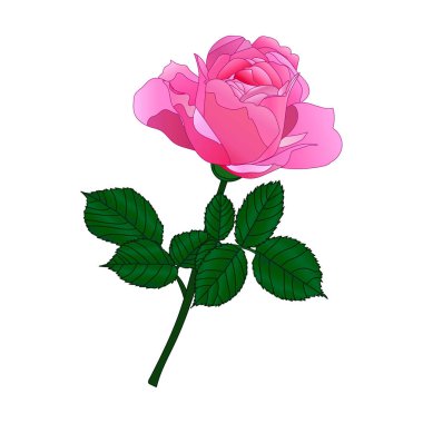 Yapraklı pembe gül çiçeği. Dövme için dekoratif unsur, tebrik kartı, yıldönümü, düğün. EPS 10 'un vektör çizimi.