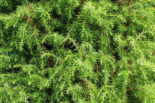 Buske, grön naturlig bakgrund. En häck på nära håll. Enbärskonsistens. Enbär grön häck. — Stockfoto