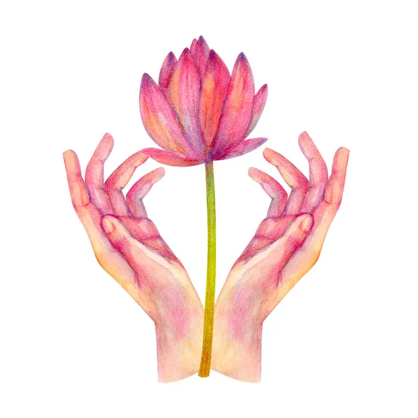 Illustration with hands and lotus hand-drawn in watercolor isolated on white background.