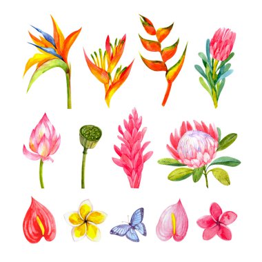 Parlak tropikal suluboya çiçekleri (strelitzia, heliconia, protea, lotus kapsülü, anthurium, plumeria, kelebek). Kartpostal tasarımı, çıkartmalar, posterler ve daha fazlası için..