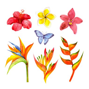 Parlak tropikal suluboya çiçekleri (orkide, amber çiçeği, plumeria, strelitzia, heliconia, kelebek). Kartpostal tasarımı, çıkartmalar, posterler ve daha fazlası için..
