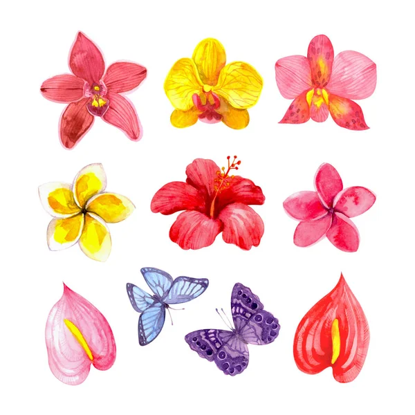 Set Heller Tropischer Aquarellblumen Orchidee Hibiskus Plumeria Schmetterling Anthurium Für — Stockfoto