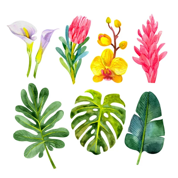 Állítsa Világos Trópusi Akvarell Virágok Levelek Kála Liliom Protea Orchidea — Stock Fotó