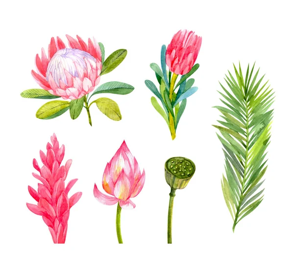 Állítsa Világos Trópusi Akvarell Virágok Levelek Protea Lótusz Lótuszboll Pálmalevél — Stock Fotó