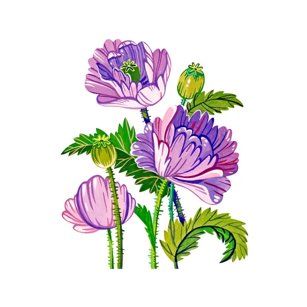 Beyaz arka planda izole edilmiş biçimlendirilmiş mor gelincik çiçeklerinin Gouache çizimi.