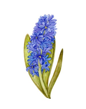 Mavi sümbülün suluboya çizimi beyaz arkaplanda izole edilmiş. Biçimlendirilmiş bahar çiçeği.