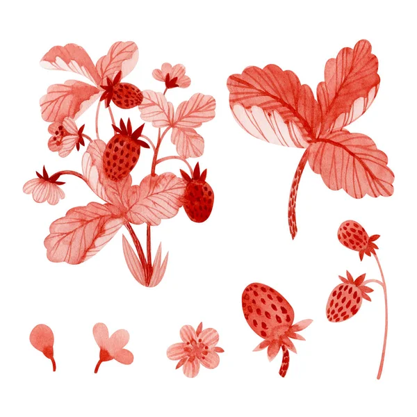 Zestaw Truskawek Krzew Truskawkowy Liść Truskawka Kwiaty Ręcznie Malowany Akwarelą — Zdjęcie stockowe