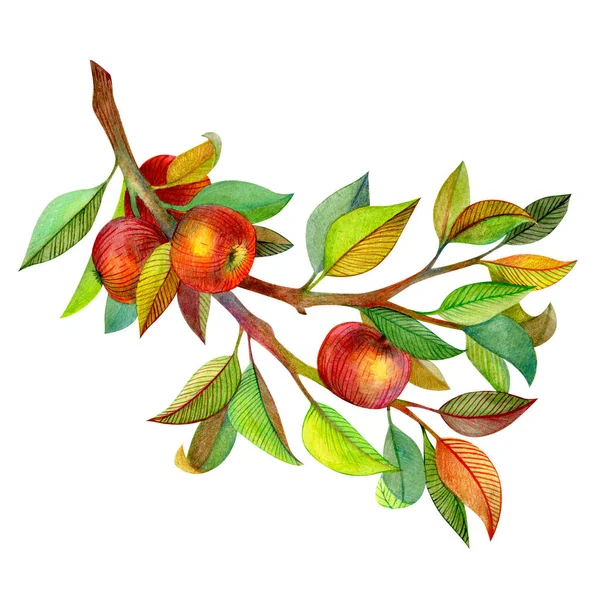 Helle Aquarell Illustration Des Zweiges Mit Äpfeln Auf Weißem Hintergrund — Stockfoto