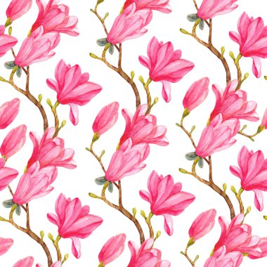 Beyaz arka planda suluboya manolya dalları ve pembe çiçekleri olan kusursuz bir desen. Bahar çiçekli suluboya deseni. 
