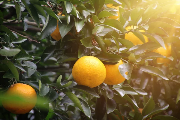 Fruta de laranjeira — Fotografia de Stock