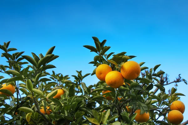 portakal ağacı meyve