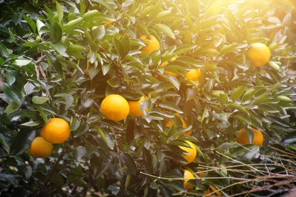 Апельсинового дерева фруктові — стокове фото