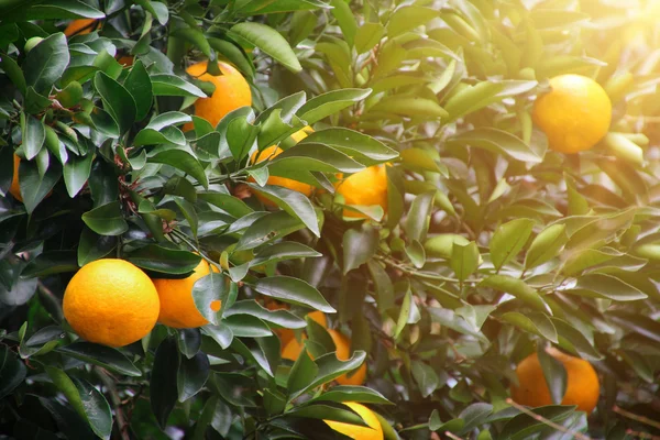 Orange träd frukt — Stockfoto