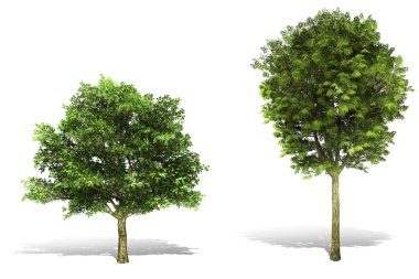 3d tree render on white background clipart