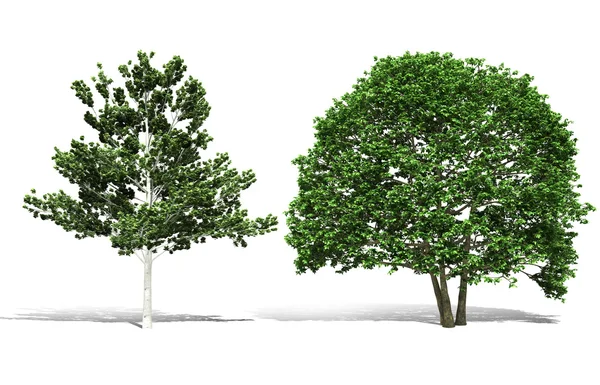 Arbre 3d rendu sur fond blanc — Photo