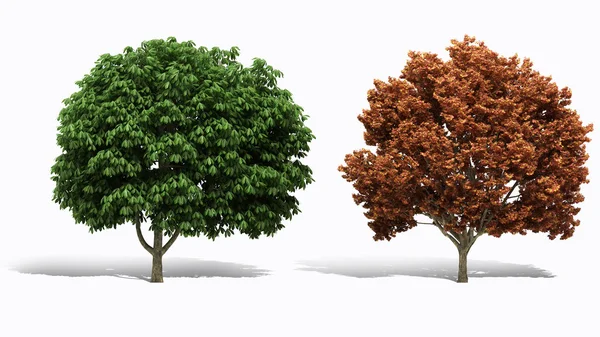 3d árbol de renderizado sobre fondo blanco — Foto de Stock