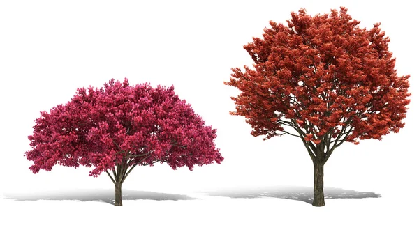 Arbre 3d rendu sur fond blanc — Photo