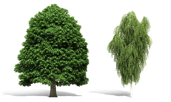3D ağaç beyaz arka plan üzerinde render — Stok fotoğraf