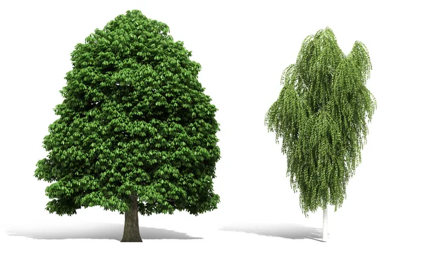 Rendering albero 3d su sfondo bianco — Foto Stock