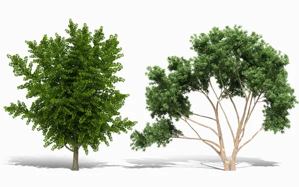 3D-Baumrendering auf weißem Hintergrund — Stockfoto
